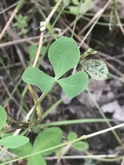 Trifolium resupinatum