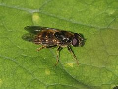 Cheilosia caerulescens