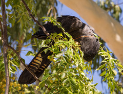Calyptorhynchus banksii