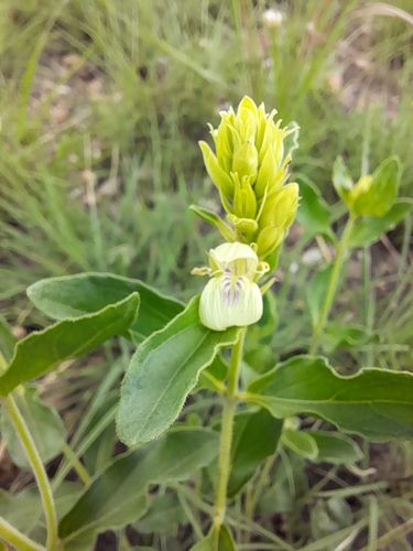 Pogonospermum subsessile image