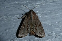 Ichneutica ustistriga