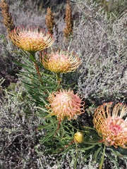 Leucospermum lineare