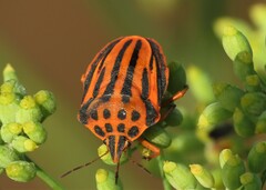 Graphosoma semipunctatum