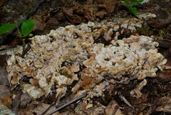 Thelephora albidobrunnea