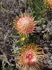 Leucospermum lineare