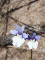 Nemesia affinis