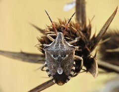 Codophila varia