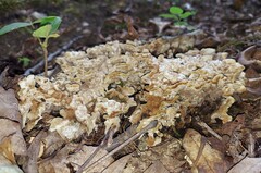 Thelephora albidobrunnea