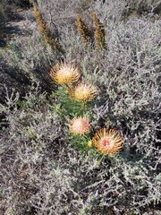 Leucospermum lineare