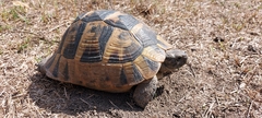 Testudo graeca