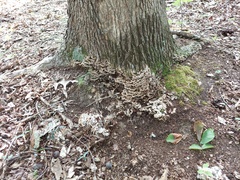 Thelephora albidobrunnea