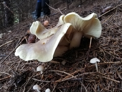 Tricholoma saponaceum