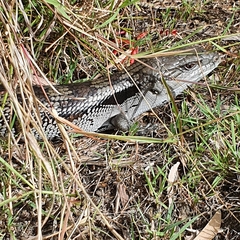 Tiliqua scincoides