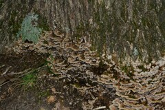 Thelephora albidobrunnea