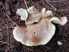 Tricholoma saponaceum