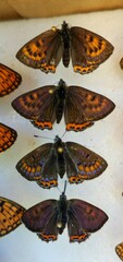 Lycaena helle