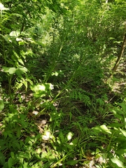 Cephalaria litvinovii