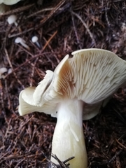 Tricholoma saponaceum