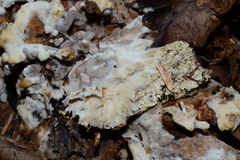 Thelephora albidobrunnea