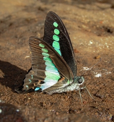 Graphium teredon