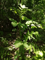 Cephalaria litvinovii