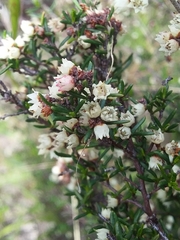 Cryptandra tomentosa