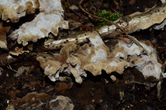 Thelephora albidobrunnea