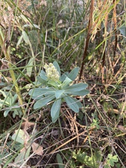 Euphorbia stepposa
