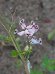 Cysticapnos cracca