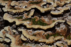 Thelephora albidobrunnea