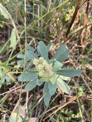 Euphorbia stepposa