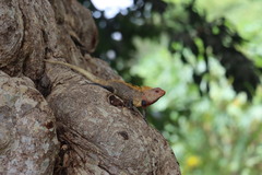 Calotes versicolor