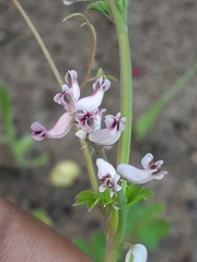 Cysticapnos cracca