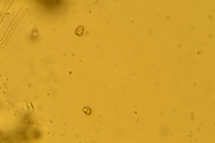 Thelephora albidobrunnea