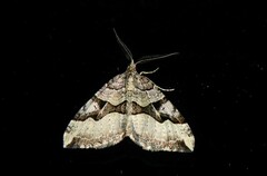 Xanthorhoe semifissata