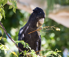 Calyptorhynchus banksii