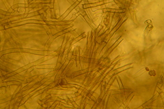 Thelephora albidobrunnea