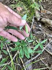 Lathyrus lanszwertii