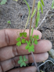 Cysticapnos cracca