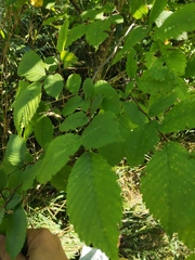 Ulmus