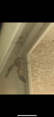 Delta dimidiatipenne