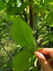 Ulmus