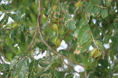 Terminalia arjuna