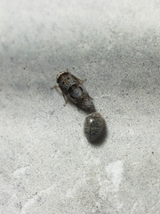 Rhyzobius lophanthae