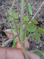 Cysticapnos cracca