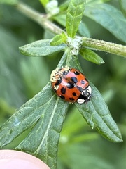 Hesperomyces harmoniae