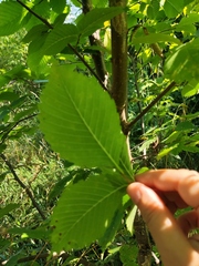 Ulmus