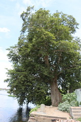 Terminalia arjuna