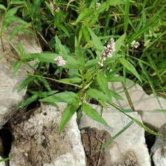 Persicaria