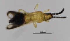 Mymarothrips